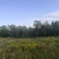 فروش باغچه