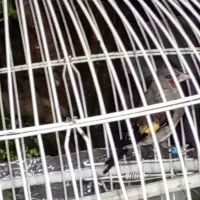 سهره|پرنده|زبرخان, |دیوار