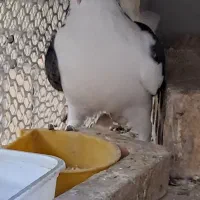 کفتر یا کبوتر دمگیر|پرنده|شاهین‌شهر, مخابرات (شهید بهشتی)|دیوار