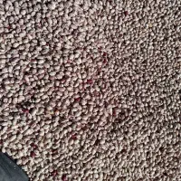 حبوبات چیتی پاک شده مناسب خانواده