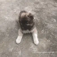 توله قفقازی وارداتی