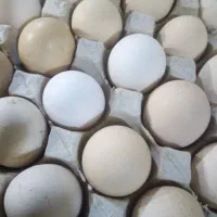 فروش تخم مرغ باپروتئین بالا