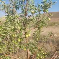 معاوضه یا تهاتر باغ و باغچه|فروش زمین و ملک کلنگی|تهران, پاسداران|دیوار