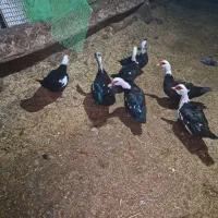 فروش ۵ تا اردک با یه دونه غاز