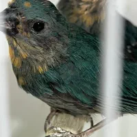 جوجه فنچهای خاص