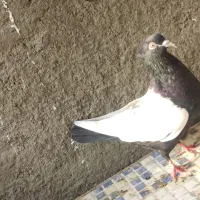 سنه سیاه دوکت پمبه
