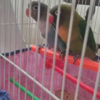 برزیلی نقابدار