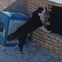 قهدریجانی|سگ|اراک, |دیوار