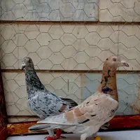 هفرنگ قزوین