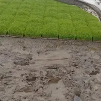 توم نشا هاشمی بذر اصلاح شده درجه یک خدماتی