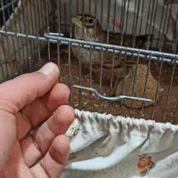 سهره خاکی|پرنده|هشتگرد, شهرک افشاریه|دیوار