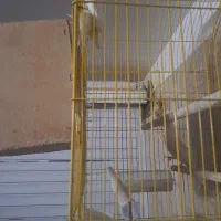 عروس|پرنده|میبد, |دیوار