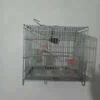 قفس سهره غلامی