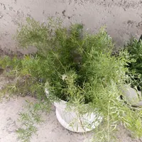 گیاه گل شویدی (مارچوبه زینتی)|گل و گیاه طبیعی|رشت, جهاد|دیوار
