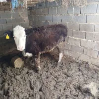 فروش دو عدد گوساله ماده سیمینتال