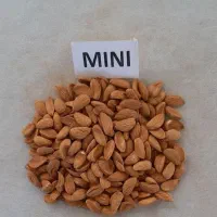 خرید و فروش انواع گردو و بادام بصورت نقدی