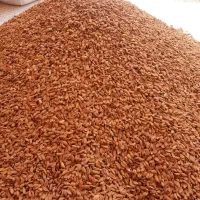 بهترین مغز بادام درختی ایرانی (ارسال رایگان)