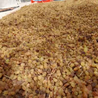 کشمش قوچان بی دانه