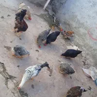 مرغ و خروس|حیوانات مزرعه|مسجد سلیمان, |دیوار