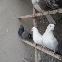 ۲۰طوق کبوتر پرشی|پرنده|تهران, جوادیه|دیوار