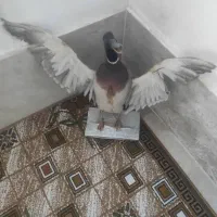 پرنده تزئینی طبیعی|مجسمه، تندیس، ماکت|پارسآباد, |دیوار