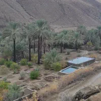 برش نخل و هرس انواع درختان  خریدار چوب