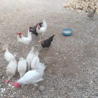 خروس سفید