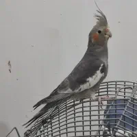 عروس هلندی ماده