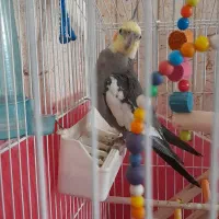 عروس هلندی نر