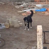 معاوضه گاو با ملک