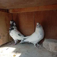 کفتر