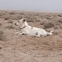 پاپی|سگ|تربت جام, جامرود|دیوار