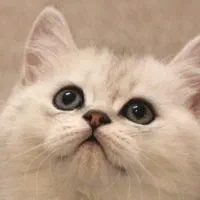 گربه اسکاتیش آنفولد و آلبینو