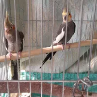 یک جفت عروس هلندی همرا ۳ عدد جوجه بزرگ|پرنده|تهران, استخر|دیوار