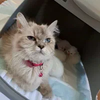 گربه ماده فروشی