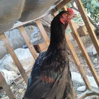 خروس جوان
