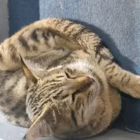 پیدا شده
