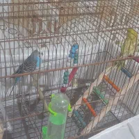 مرغ عشق تخم گذار جفت ۱۵۰۰