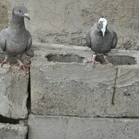 پلنگ نقره ای ونقره ای|پرنده|هامون, |دیوار