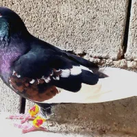 فروش یه جفت یال وشهری