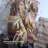 درخت مصنوعی  بوته سرخس