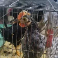 فروش مرغ و خروس|حیوانات مزرعه|جم, |دیوار