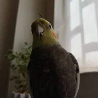 گمشده|حیوانات|کرج, حصارک بالا|دیوار