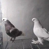 فروش انواع کبوتر نوک ریز|پرنده|بروجن, |دیوار