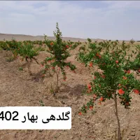 باغ انار تجاری و تفریحی در رودخانه حسن آباد دهزمین|فروش خانه و ویلا|ششتمد, |دیوار