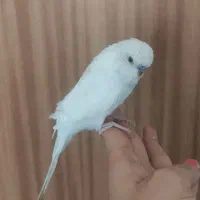 مرغ عشق دستی|پرنده|ساوه, |دیوار