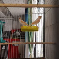 یک جفت قناری موزاییکی|پرنده|فردیس, فردیس|دیوار