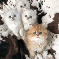 مجموعه گربه های زیبای سیلور و گلد