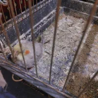 عروس هلندی