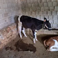 شنگل با گوساله ماده